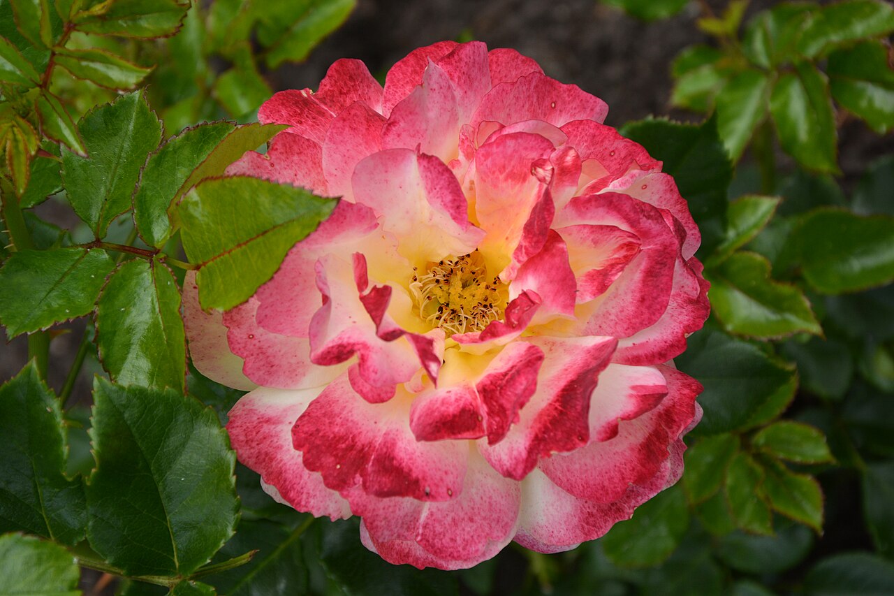 Rose der Hoffnung