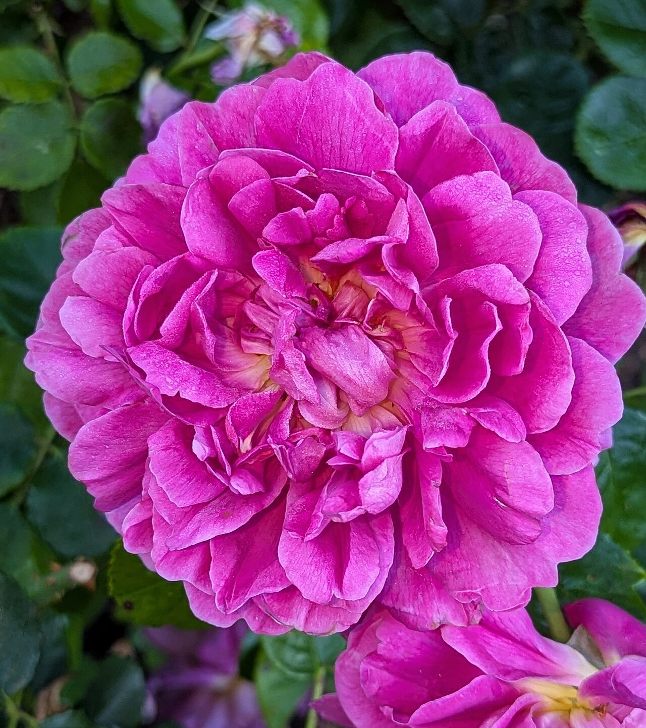 Princess Anne