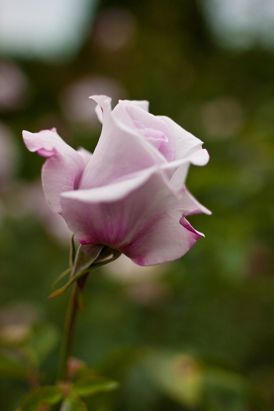 Blue Ribbon