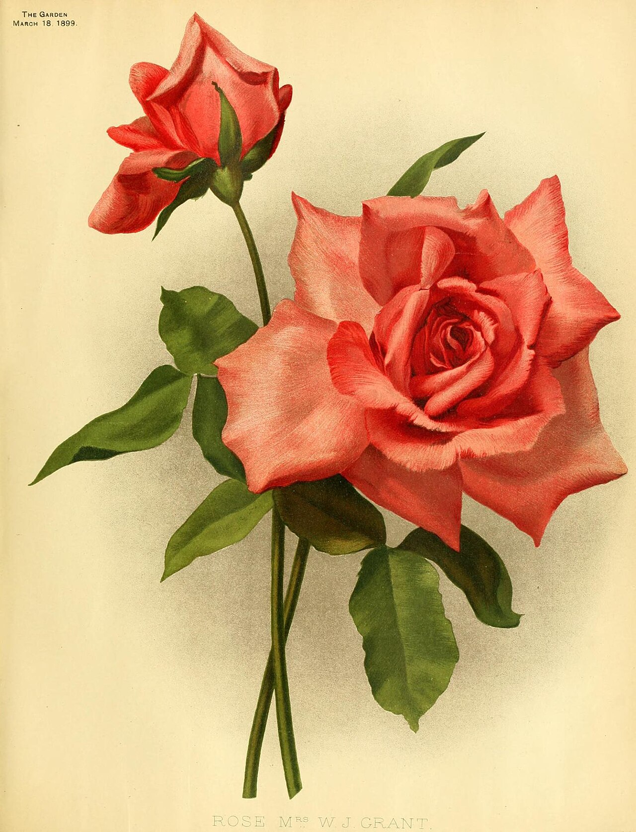 Mrs. W. J. Grant
