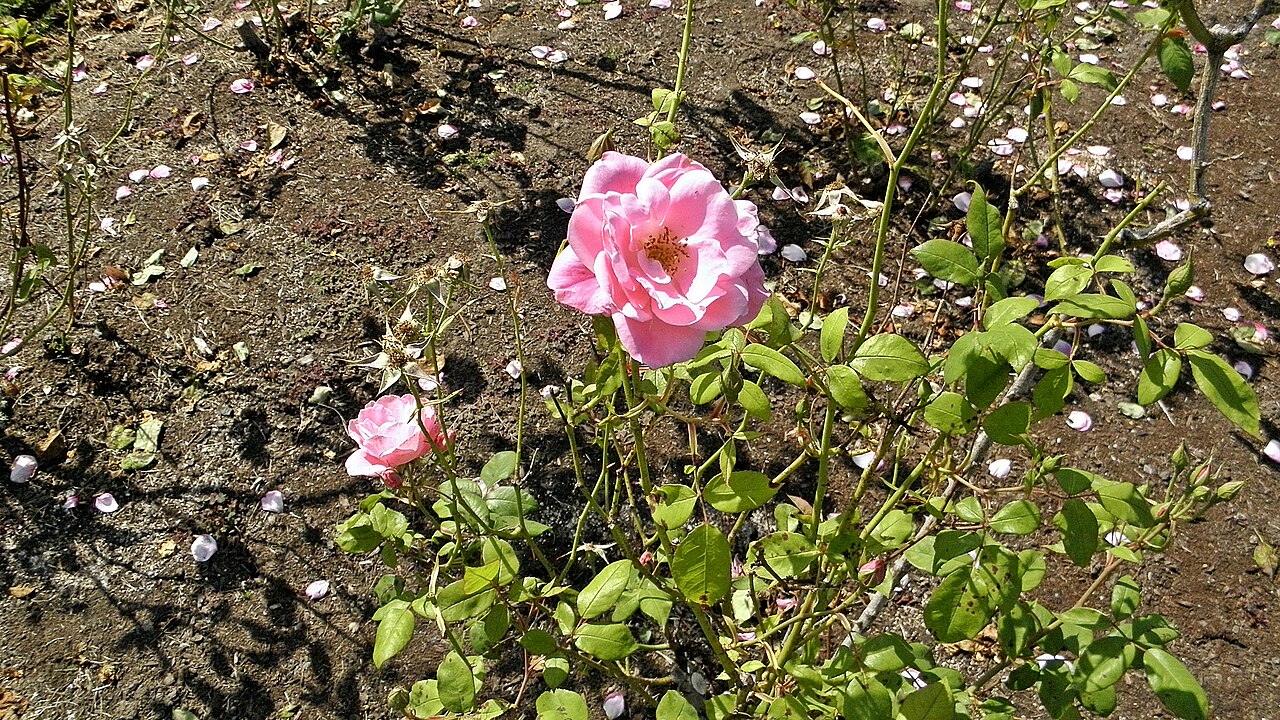 Pink Simplicity