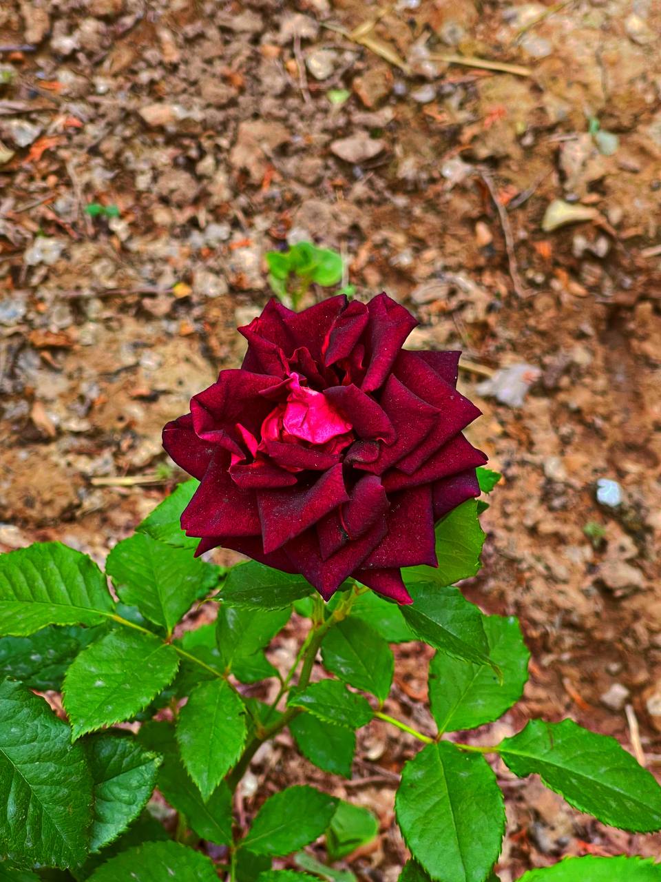 Black Baccara