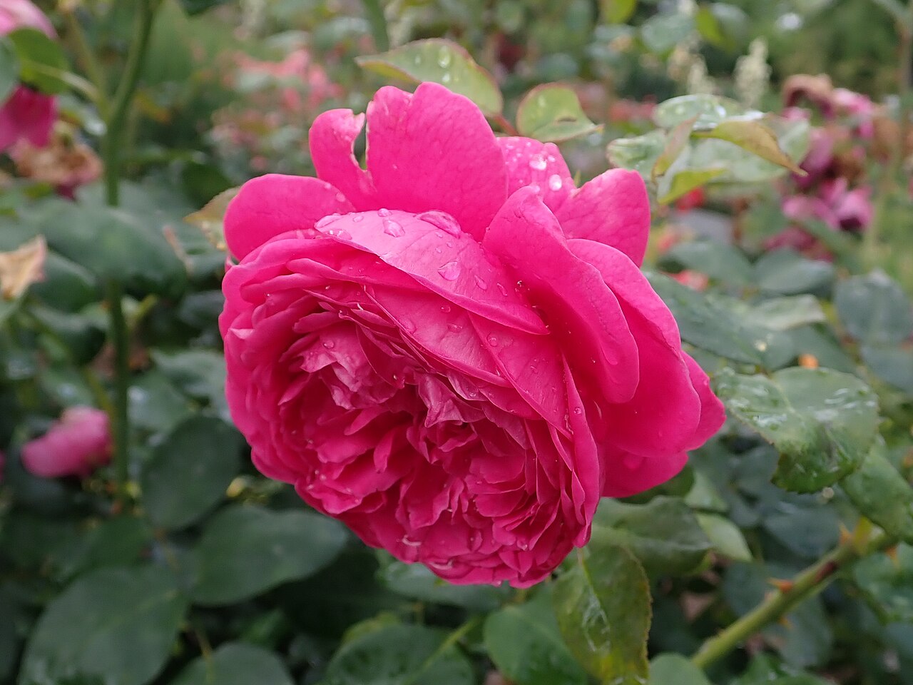 Rosamunde Pilcher