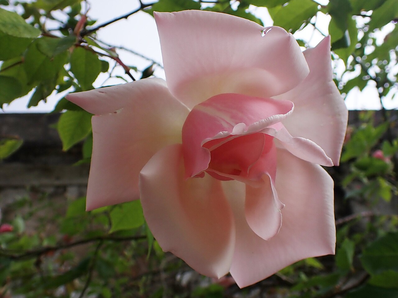 Belle of Portugal