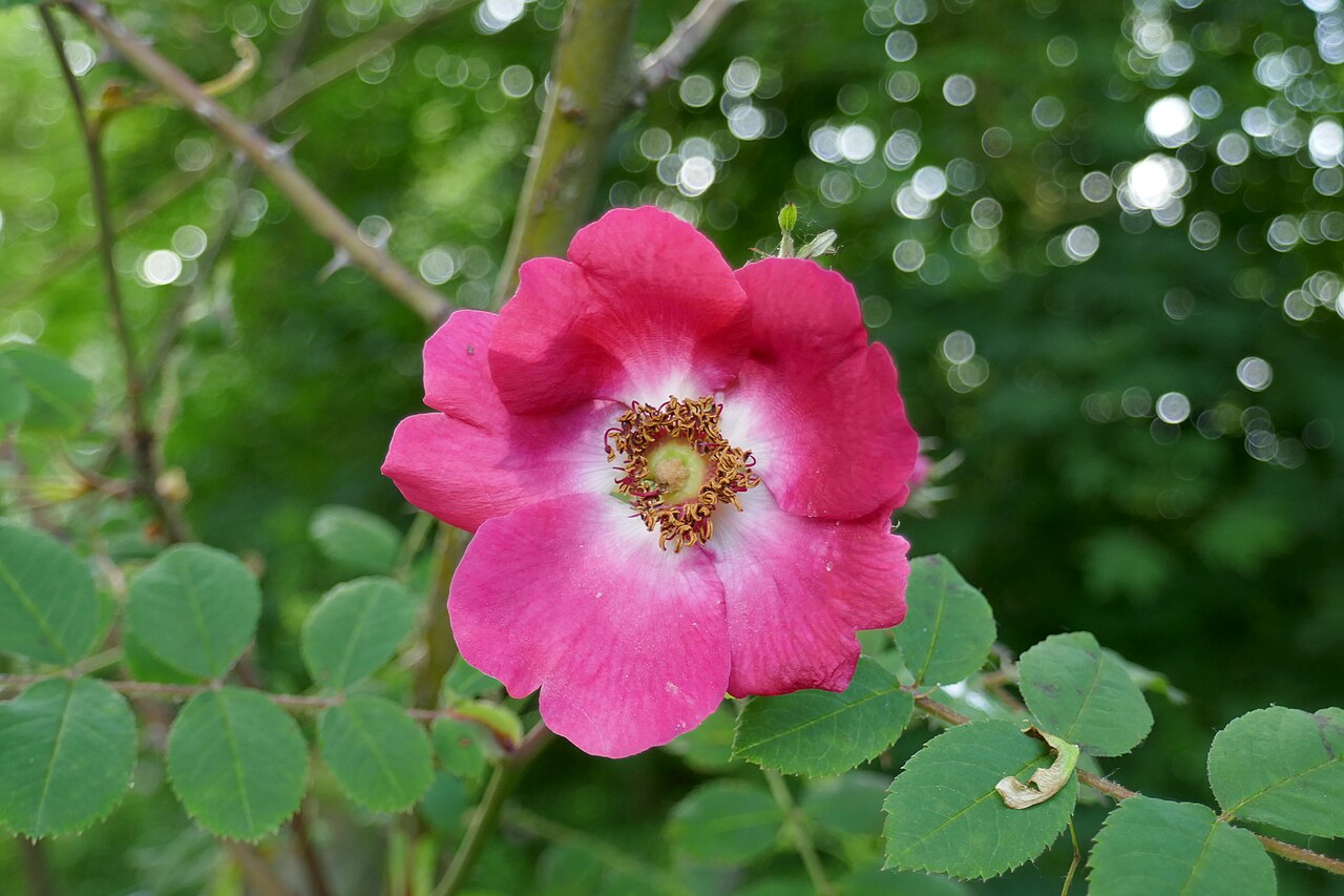Rosa moyesii hillieri