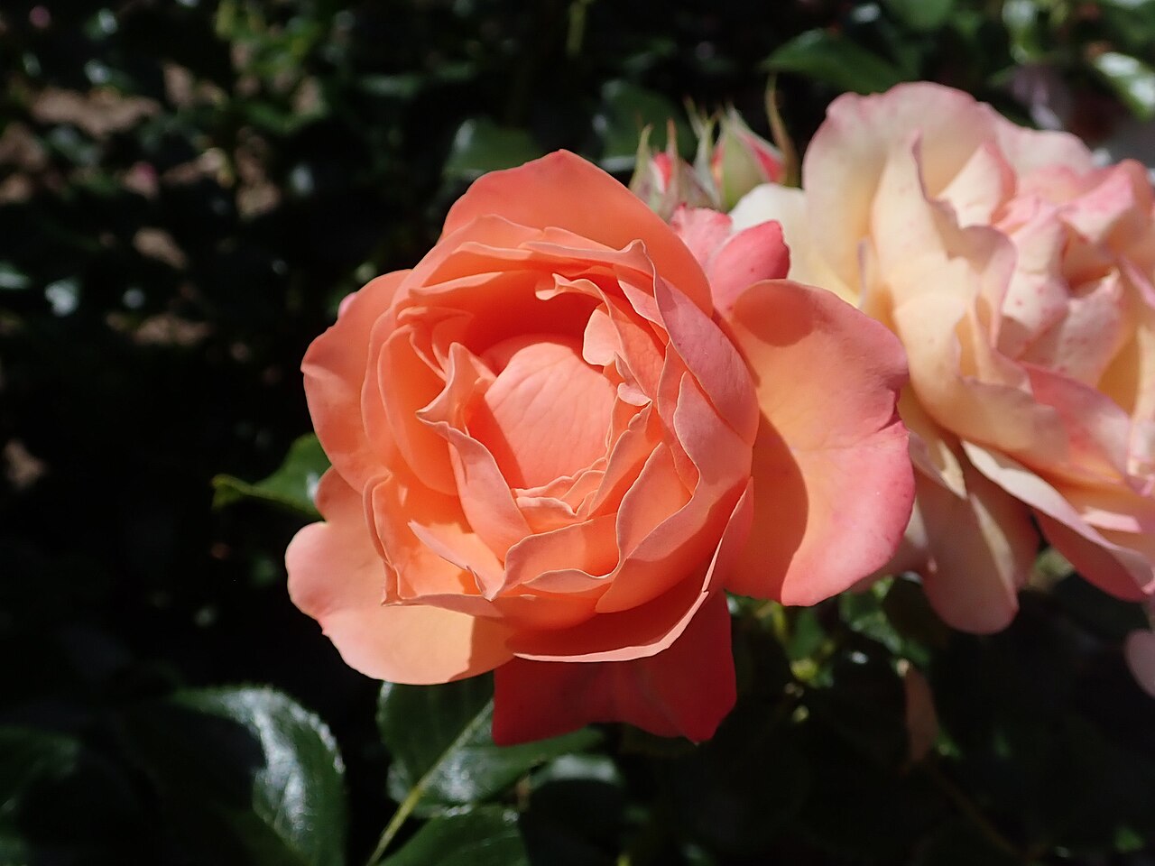 Coral Lions-Rose
