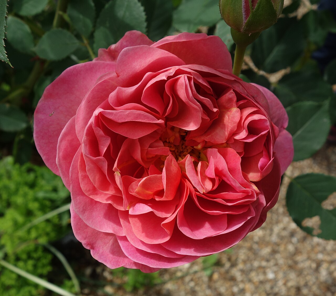 Boscobel