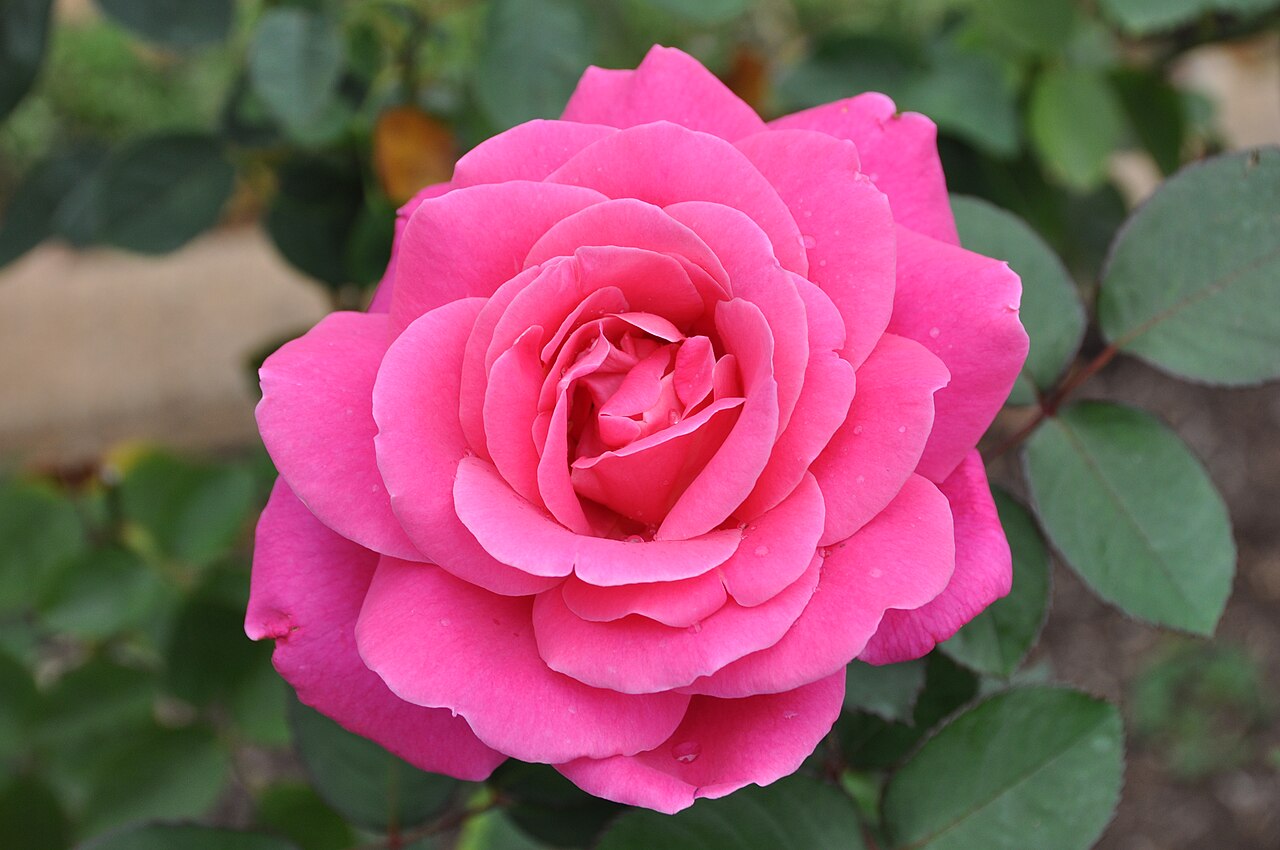 Pink Peace