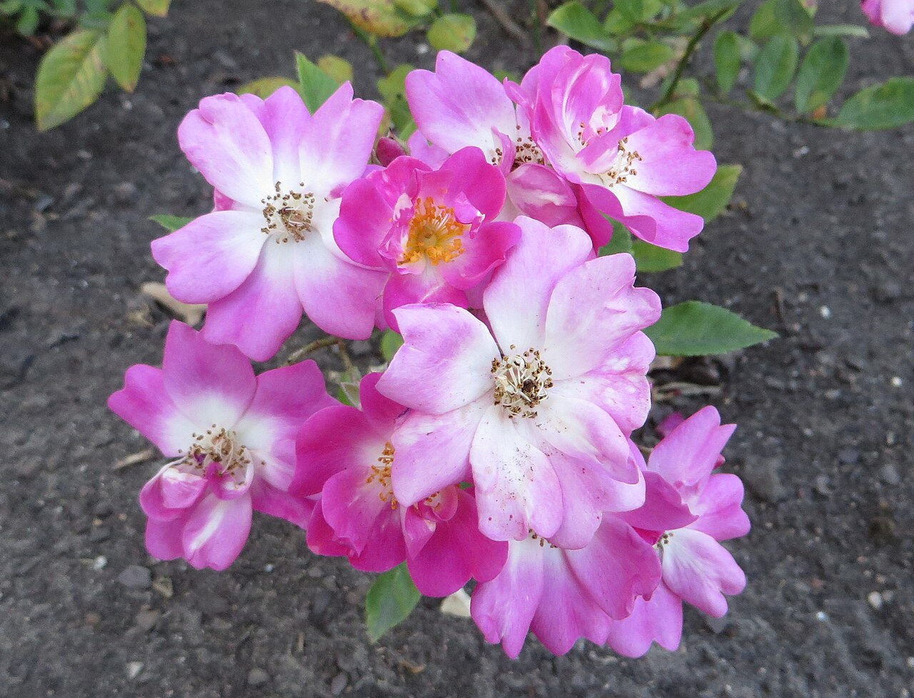 Chatillon Rose