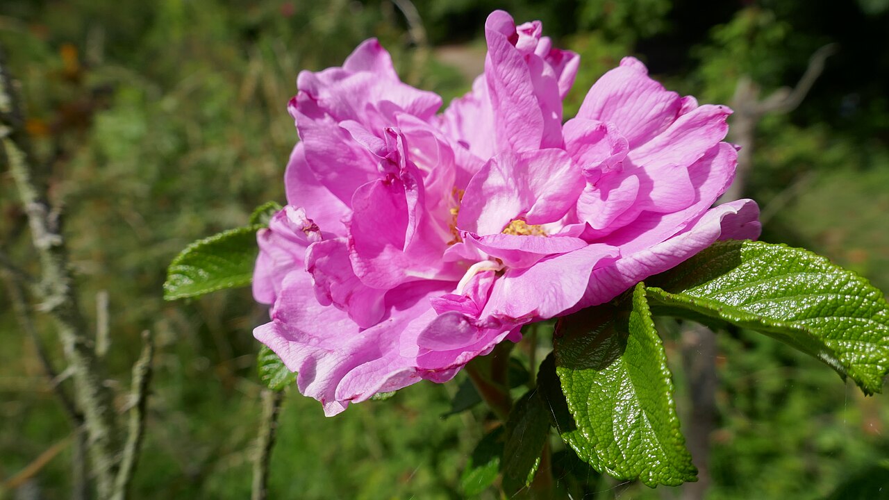 Belle Poitevine