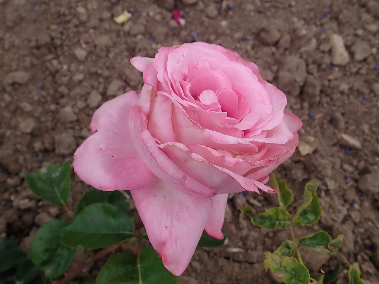 Admiral Rodney