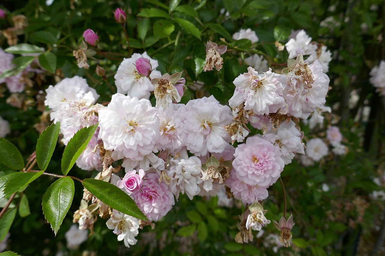 Porcelaine de Chine rose