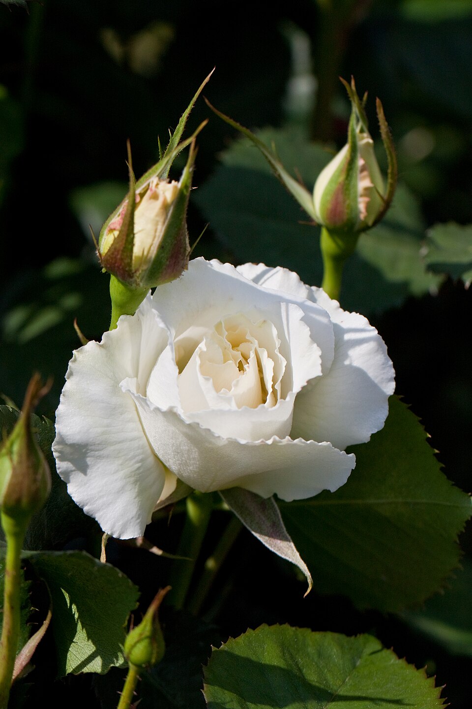 Margaret Merril