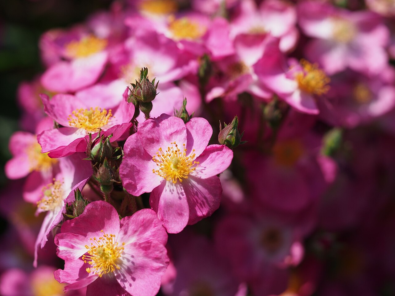 Rosy Purple