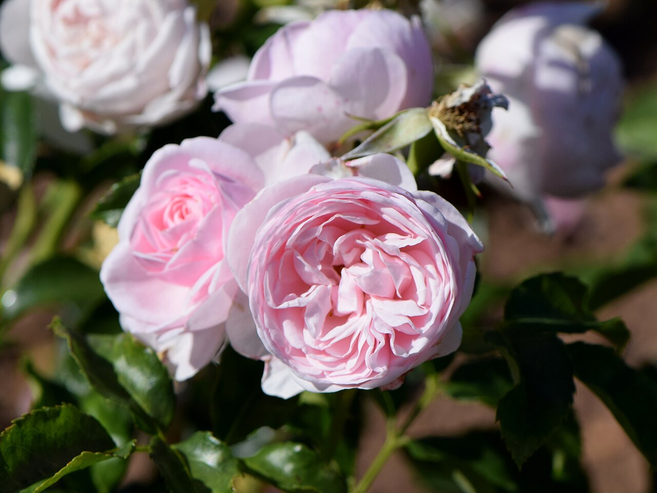 Hans Gönewein Rose