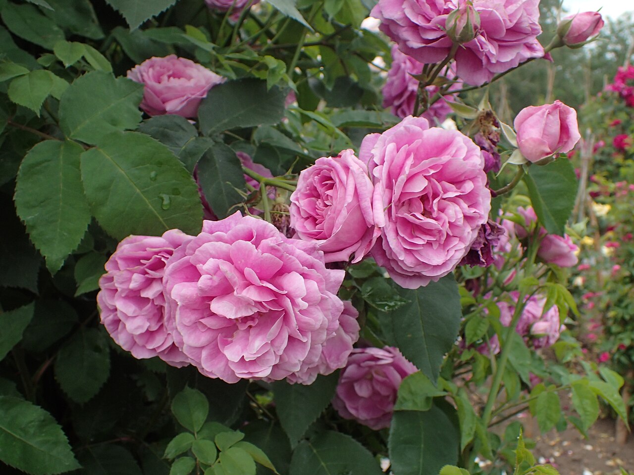 Futtaker Schlingrose