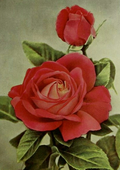 Margaret McGredy