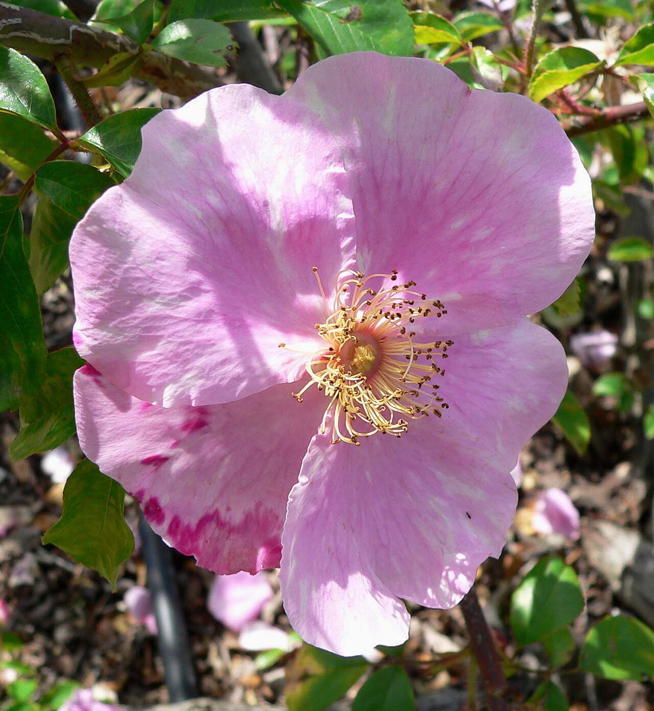 Anemone