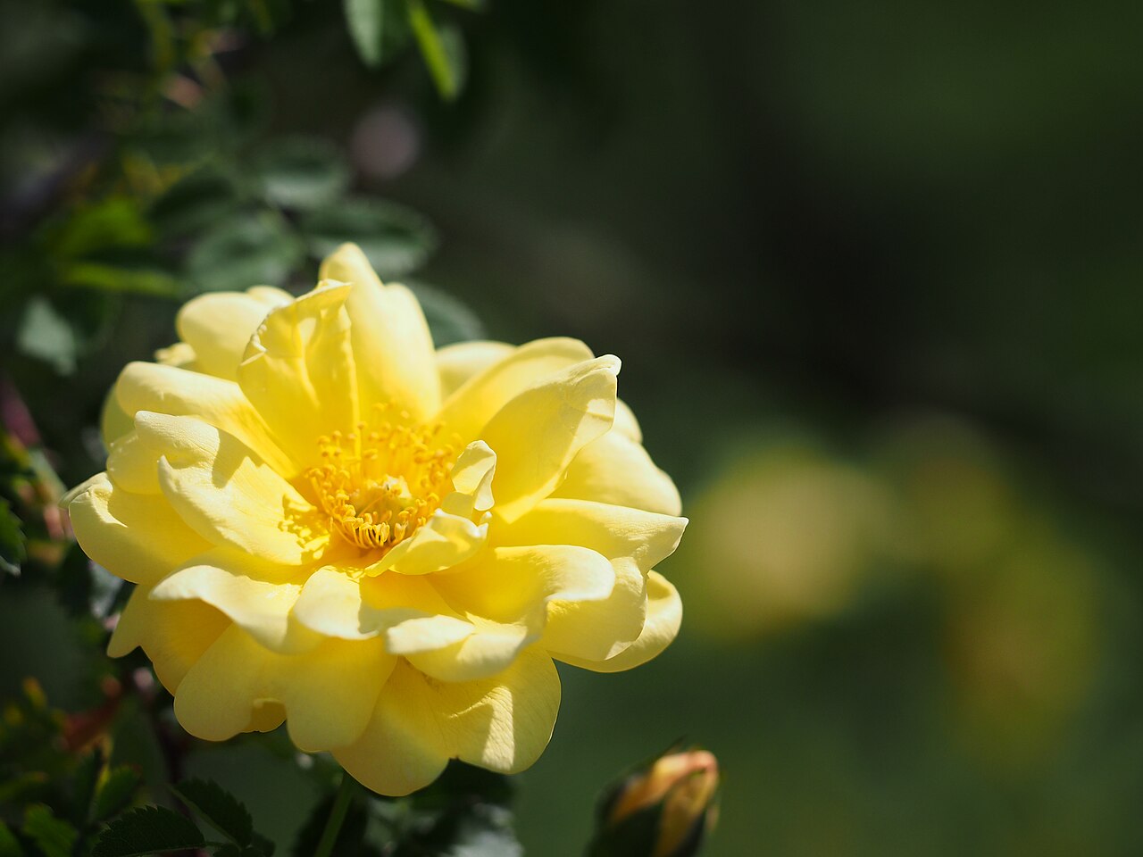 Old Yellow Scotch