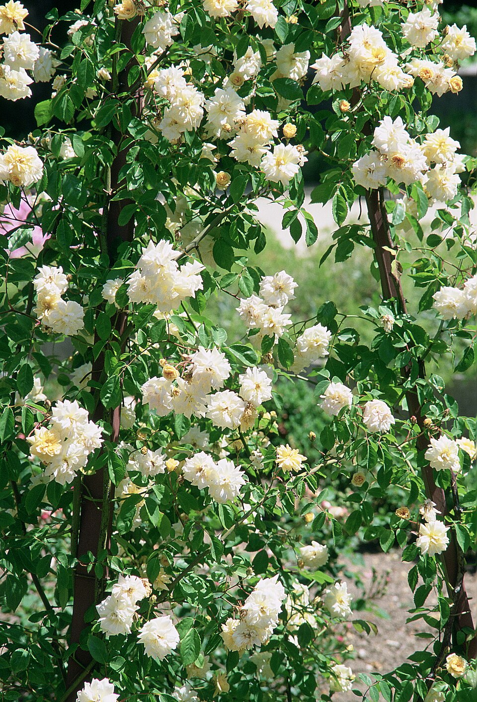 Alister Stella Gray rose