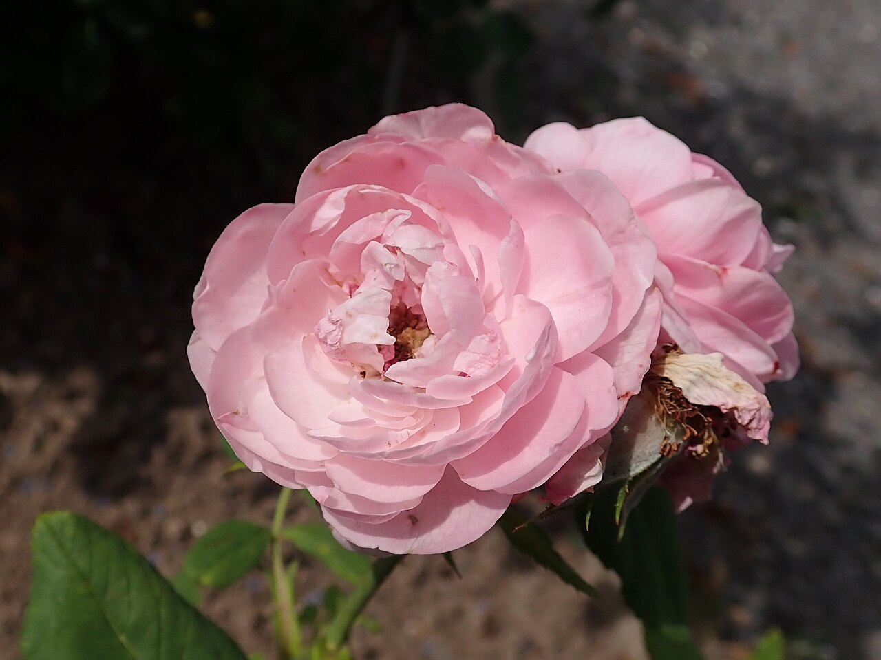 Souvenir de Madame Hennecourt