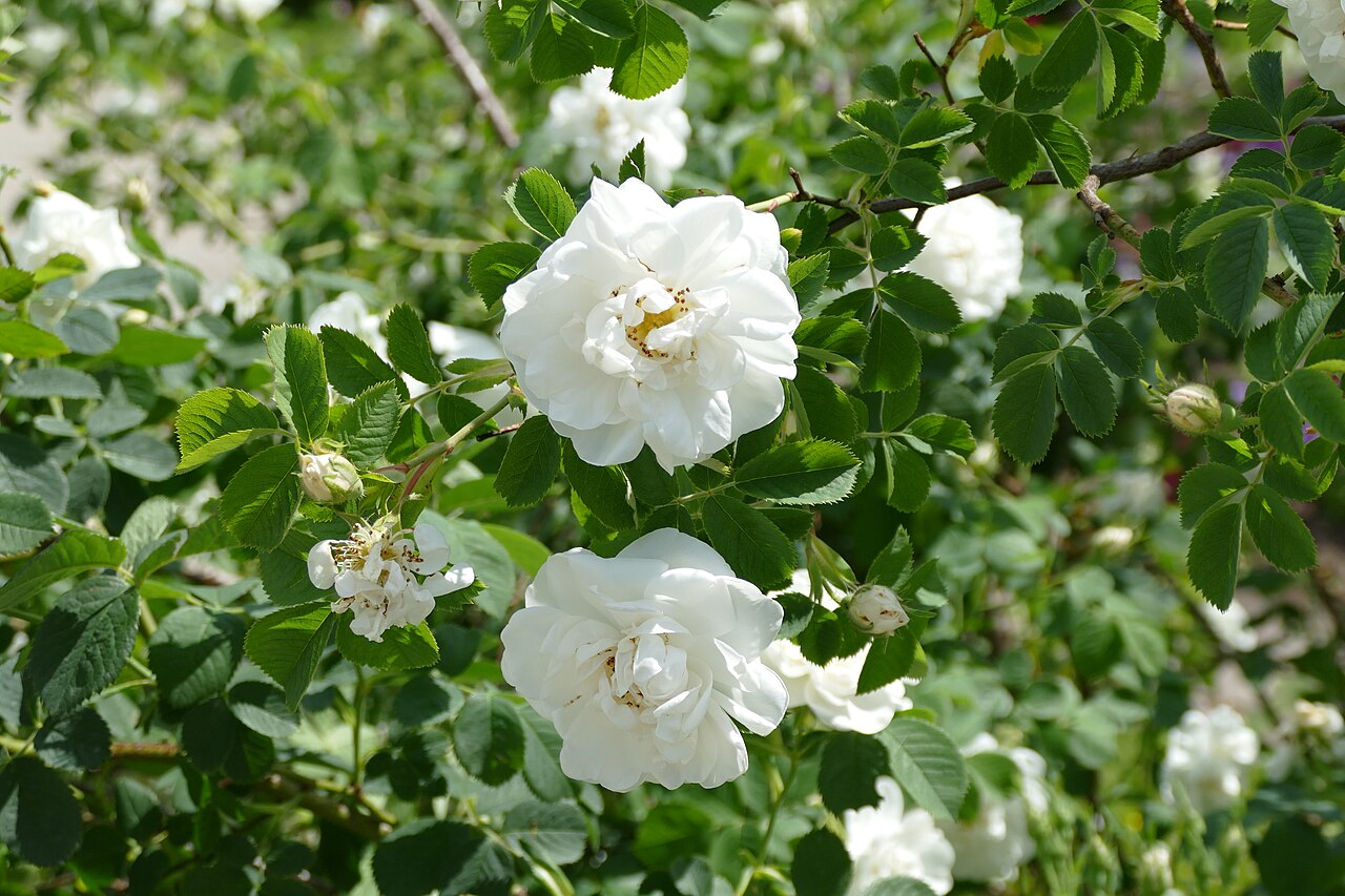 Alba Suaveolens
