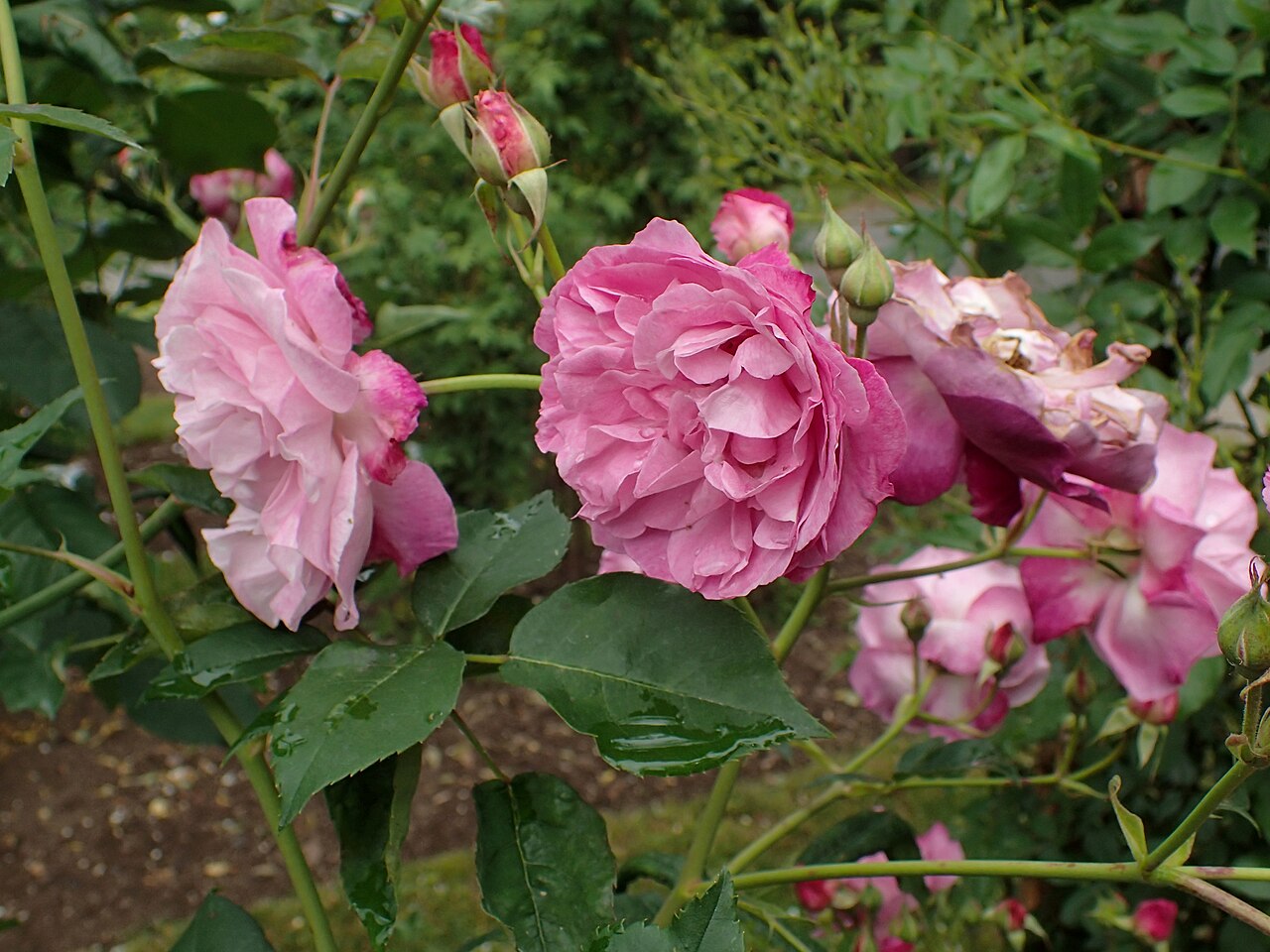Bengal Centifolia