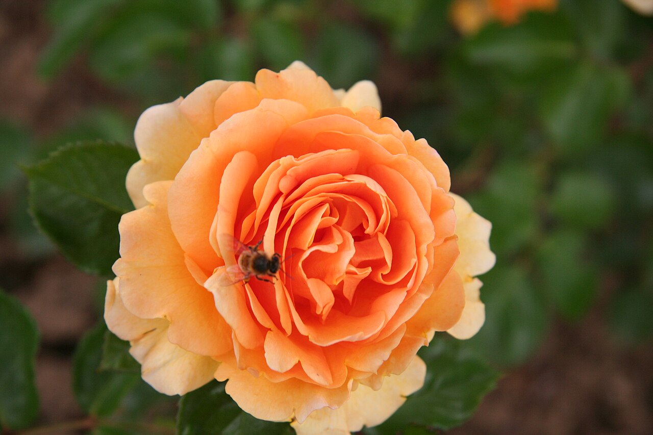 Garden Glory