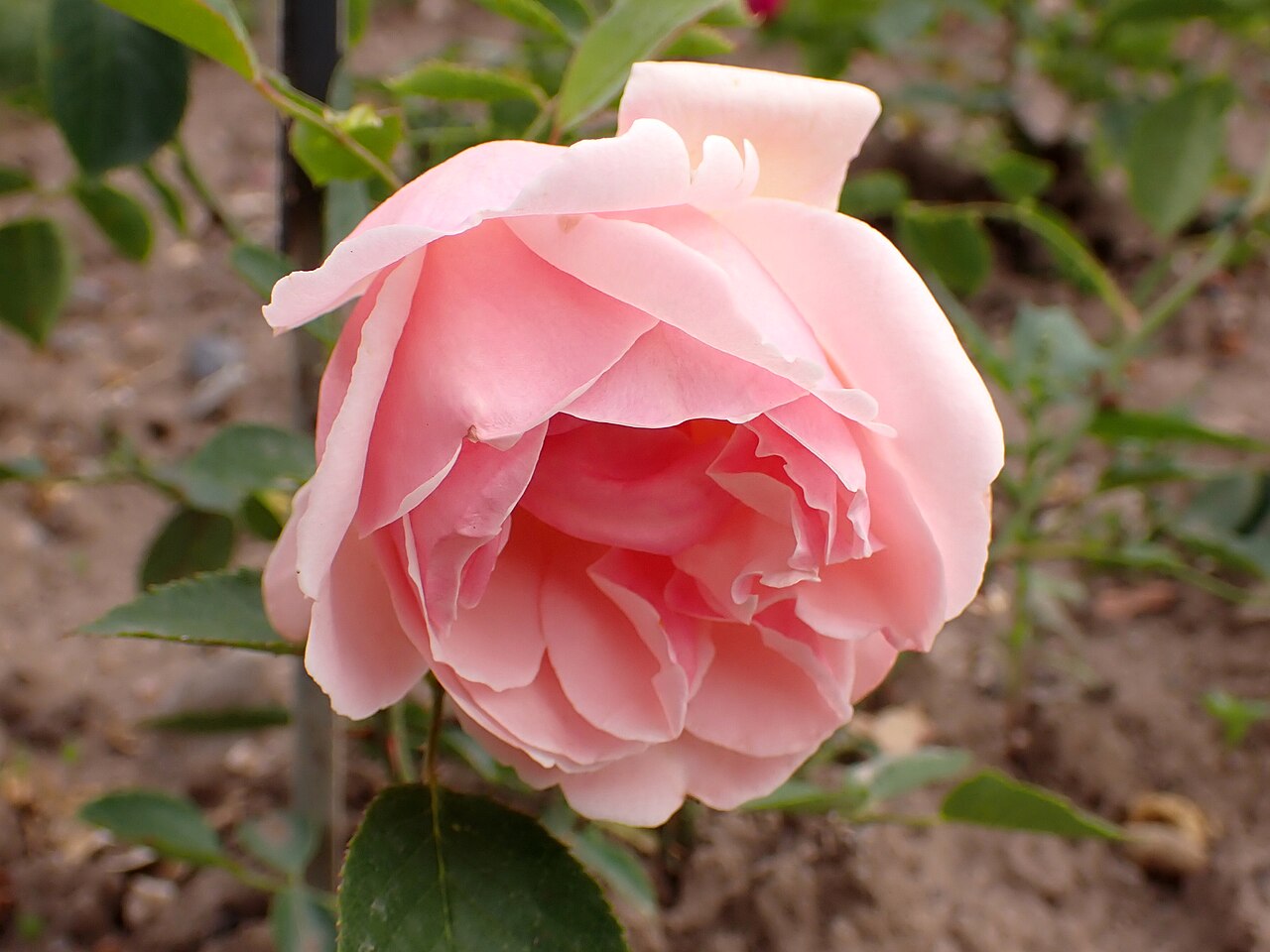 Madame Paul Ollivary