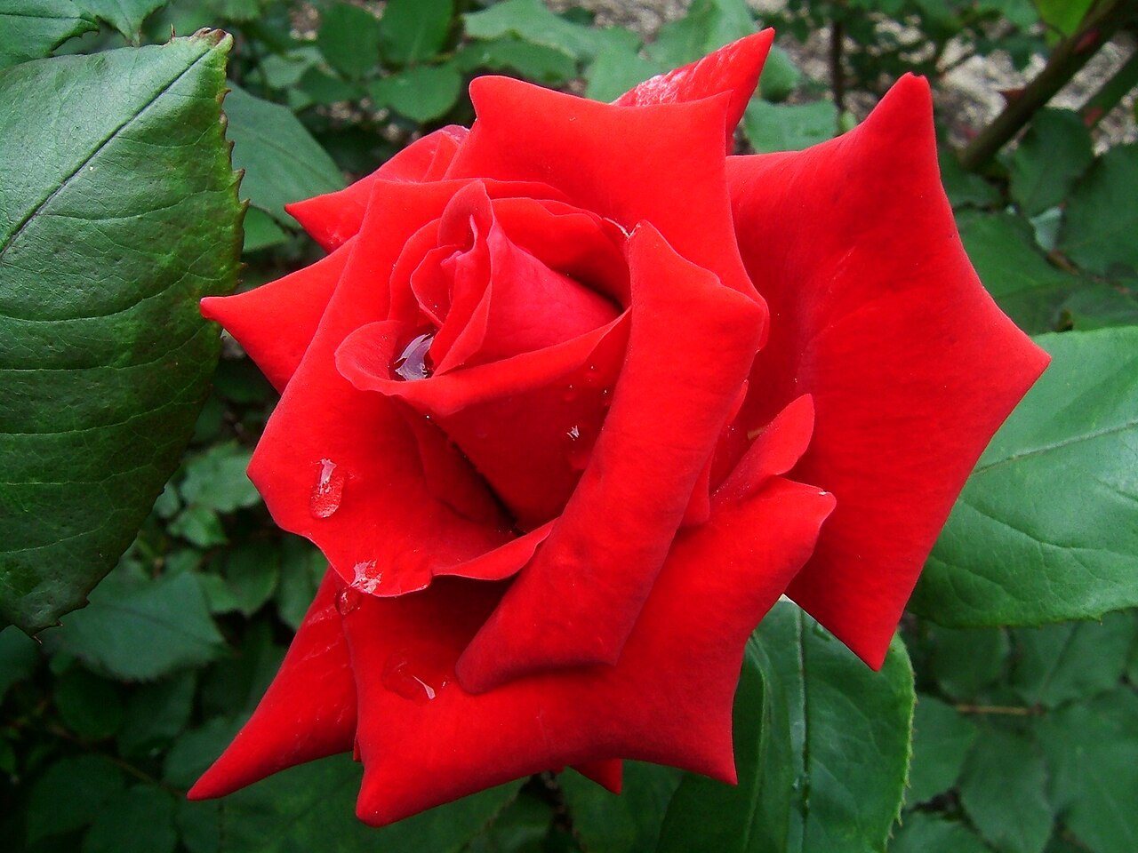 Rose Osaka