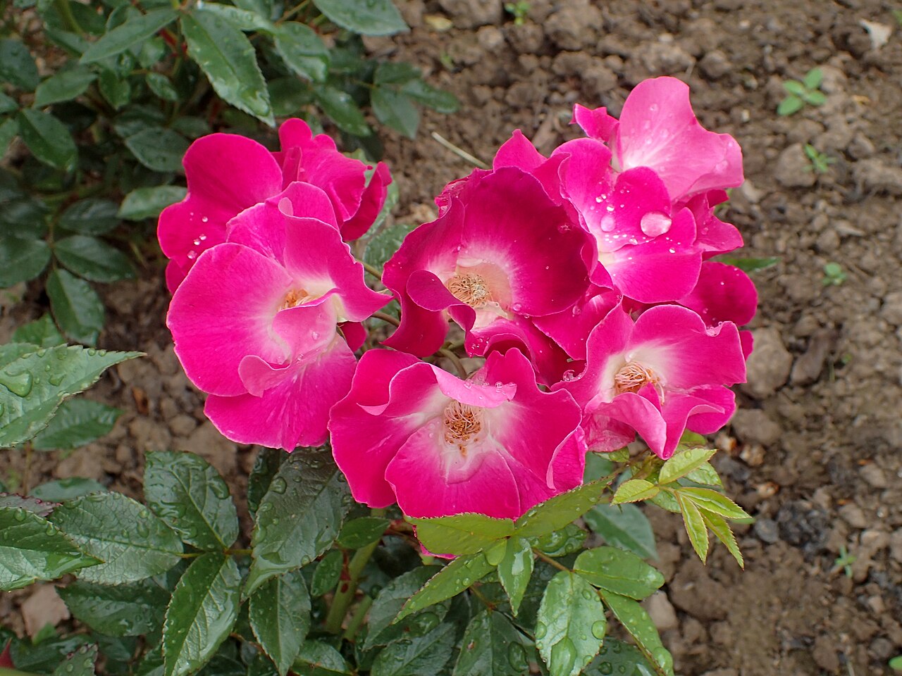 Madame Francisque Favre
