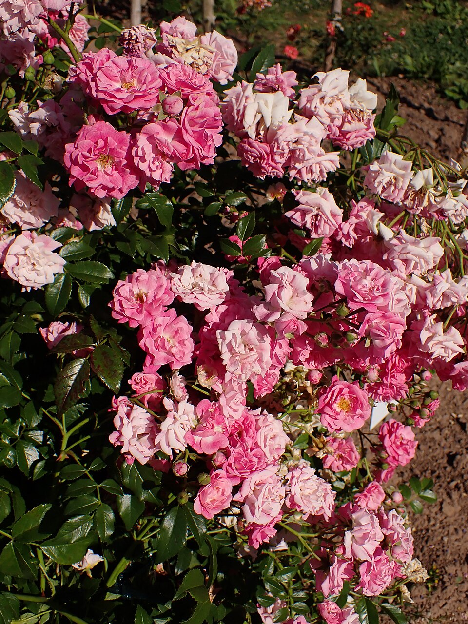 Deutsches Rosarium Dortmund