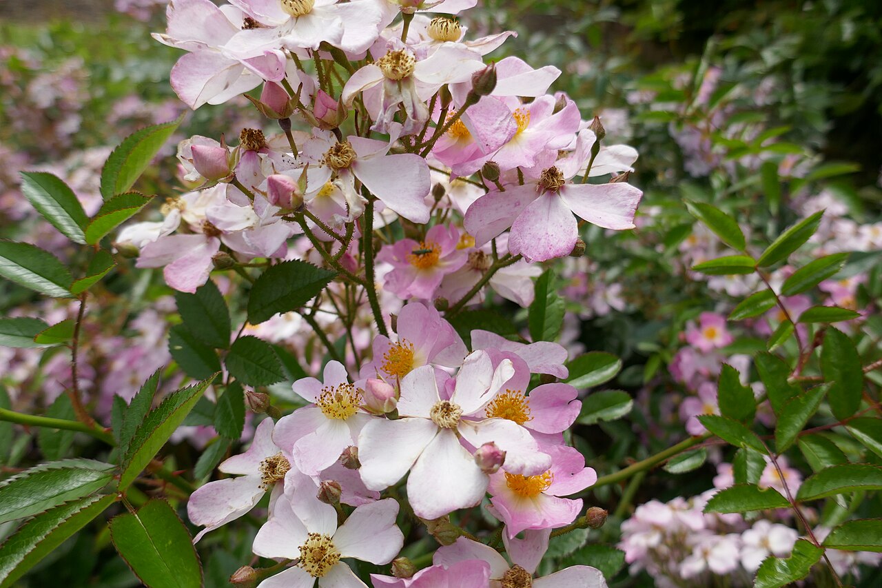 Robe Rose