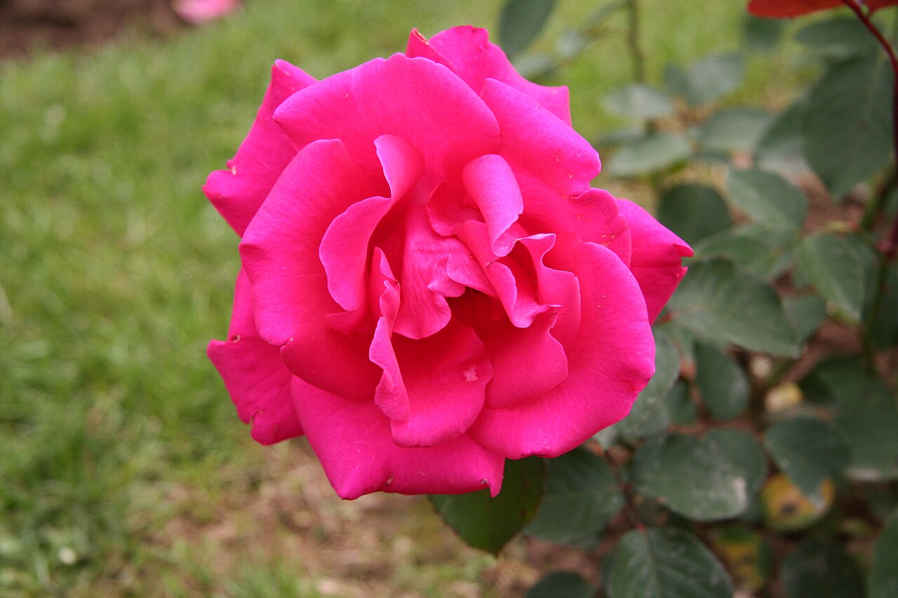 Fragola