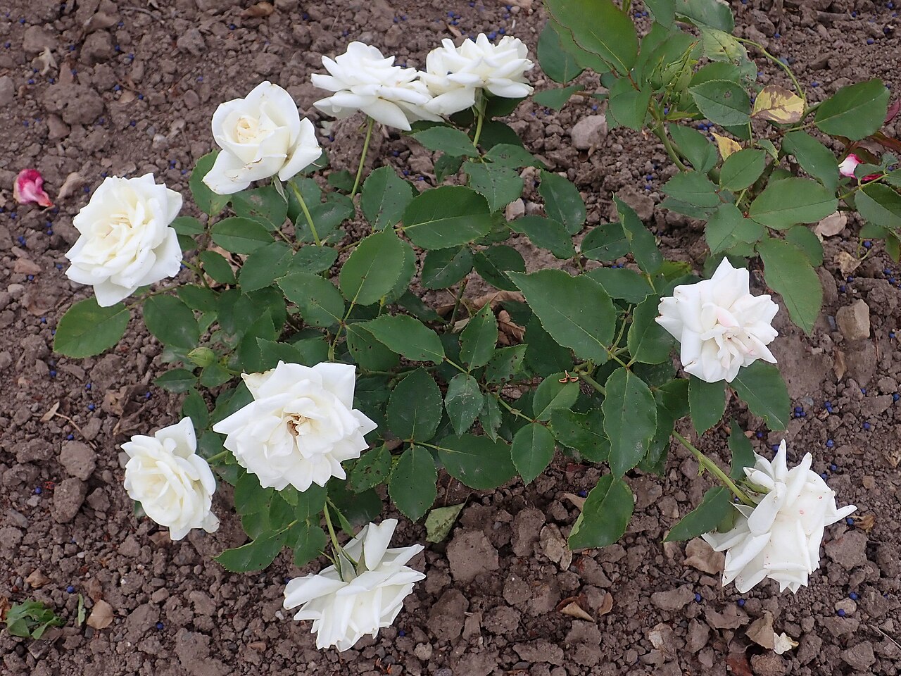 White Jewel