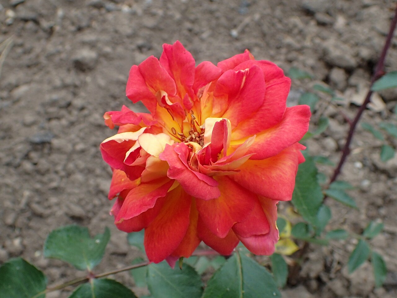 Madame René Coty