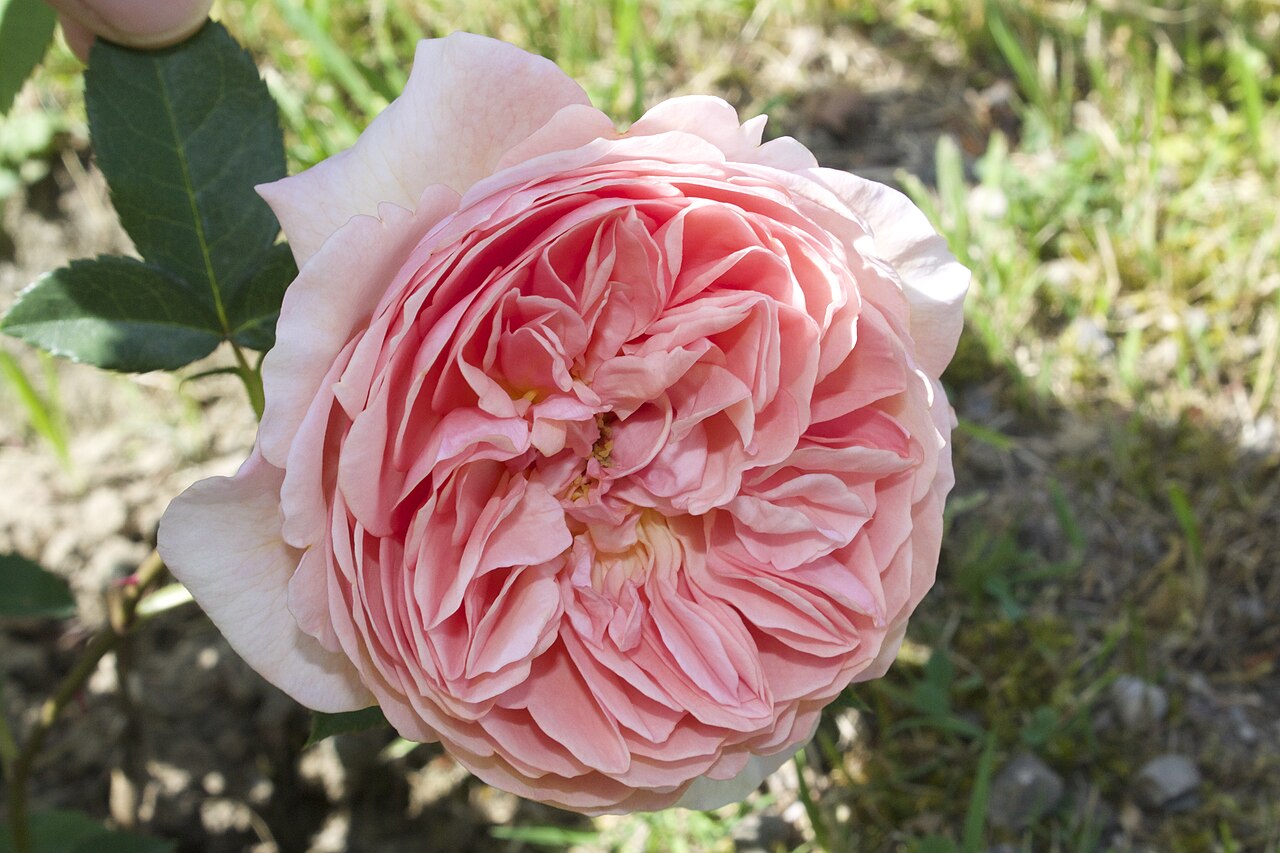 William Morris