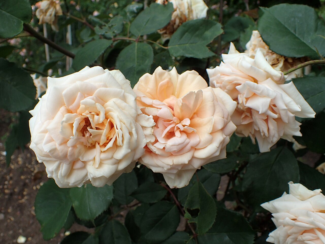 Comtesse de Noghera