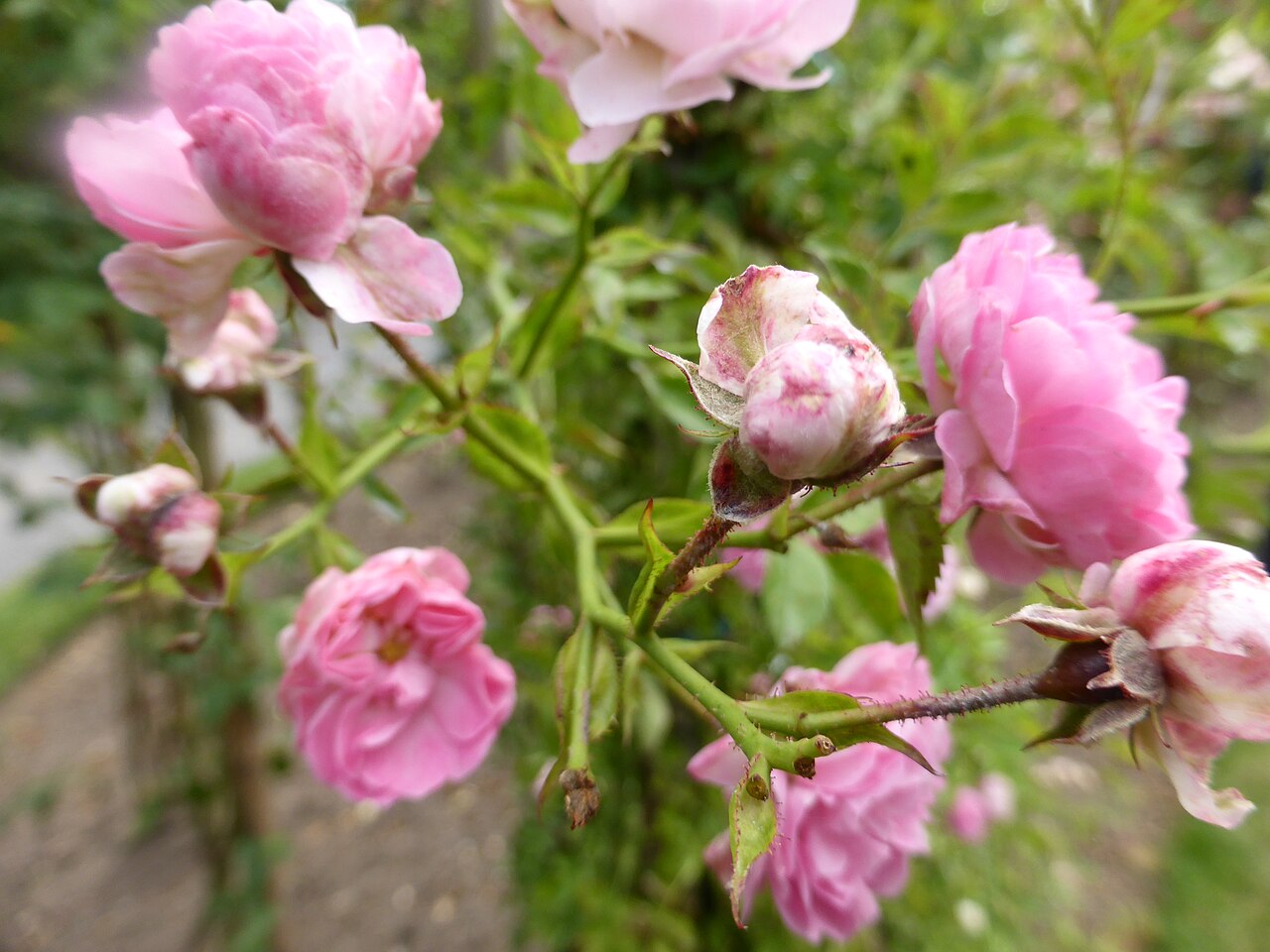 The Farquhar Rose