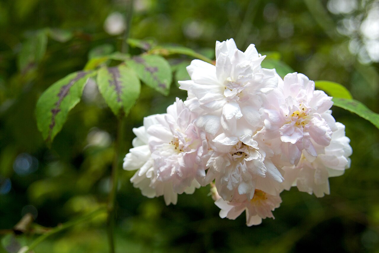 Paul's Himalayan Musk Rambler rose