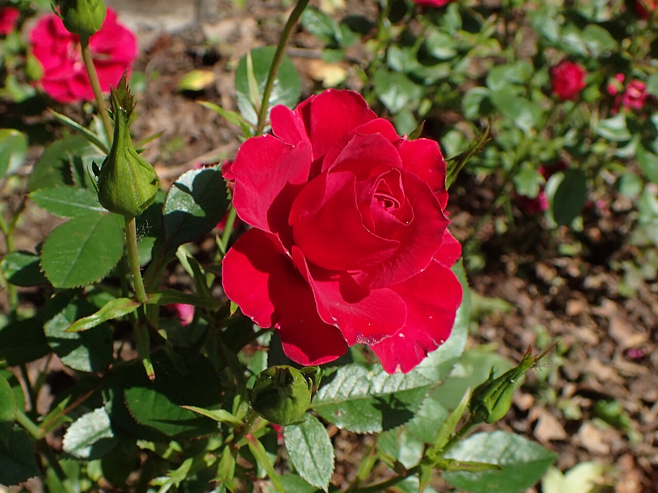 Ruby Ruby