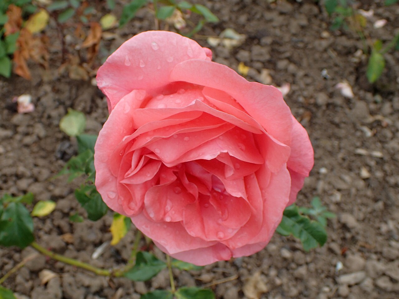 Scented Air