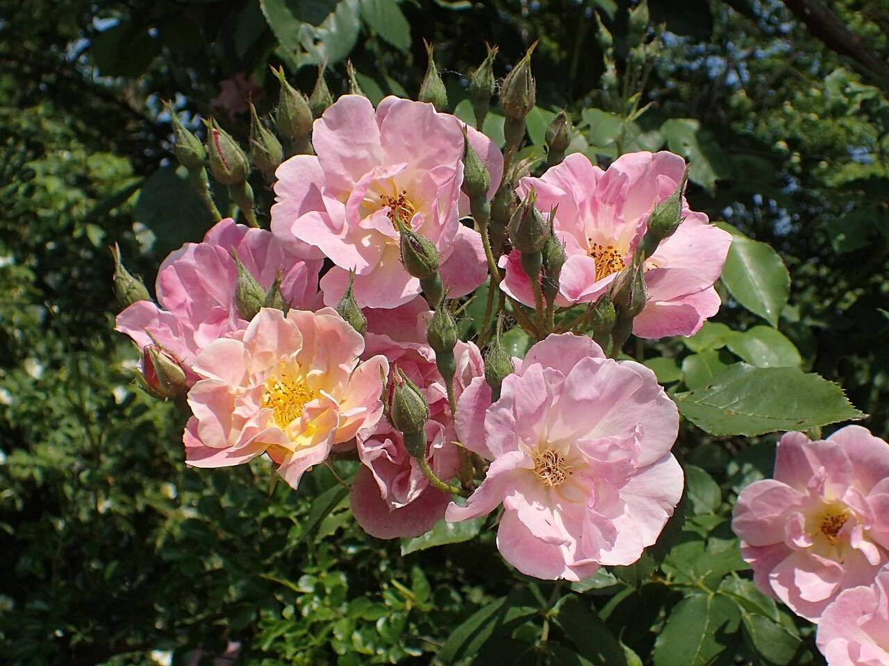 Suzon rose
