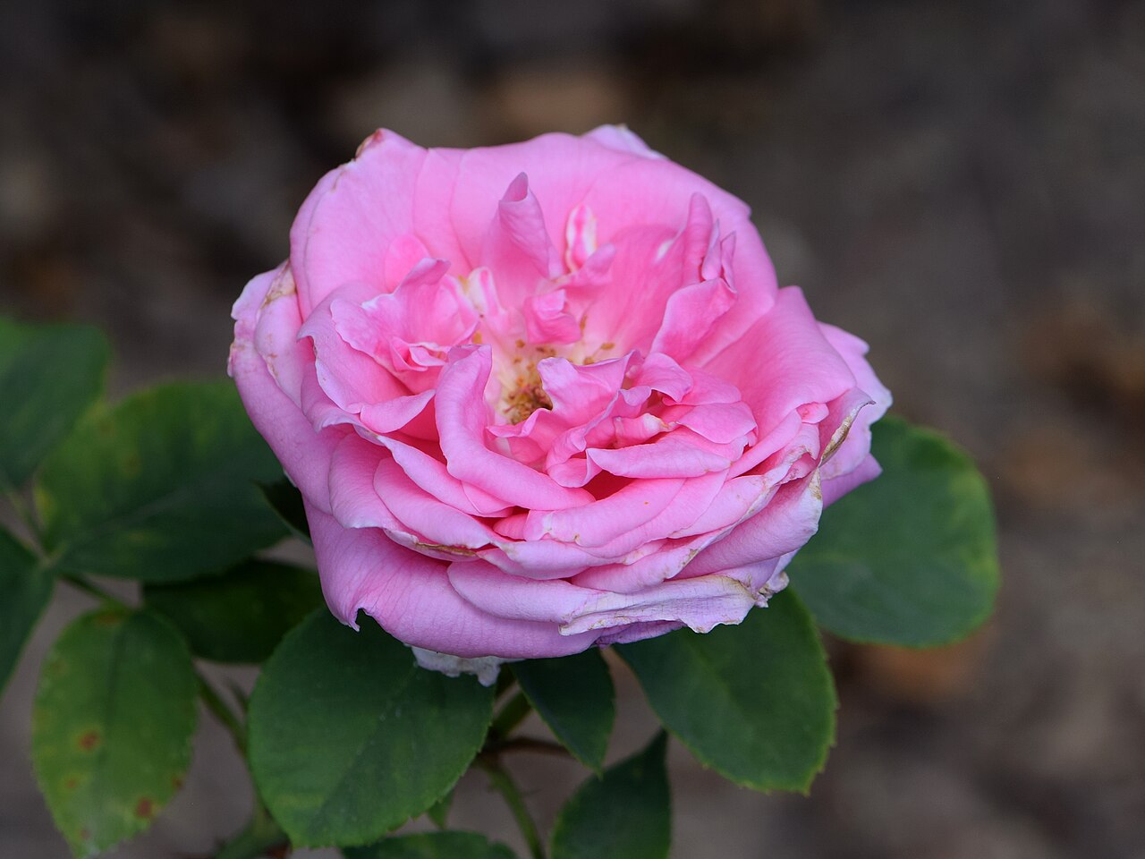 Felbergs Rosa Druschki