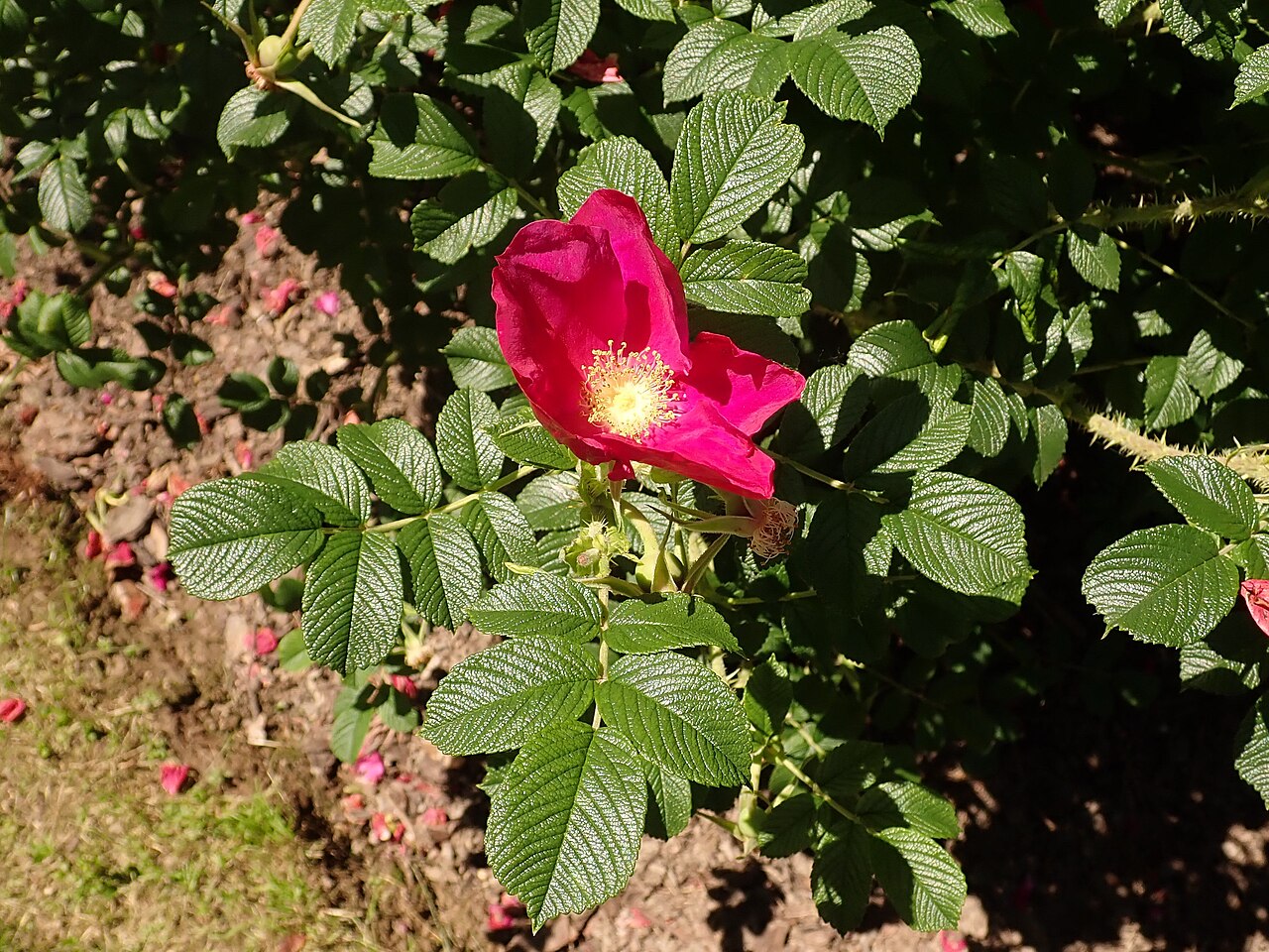 Red Dagmar