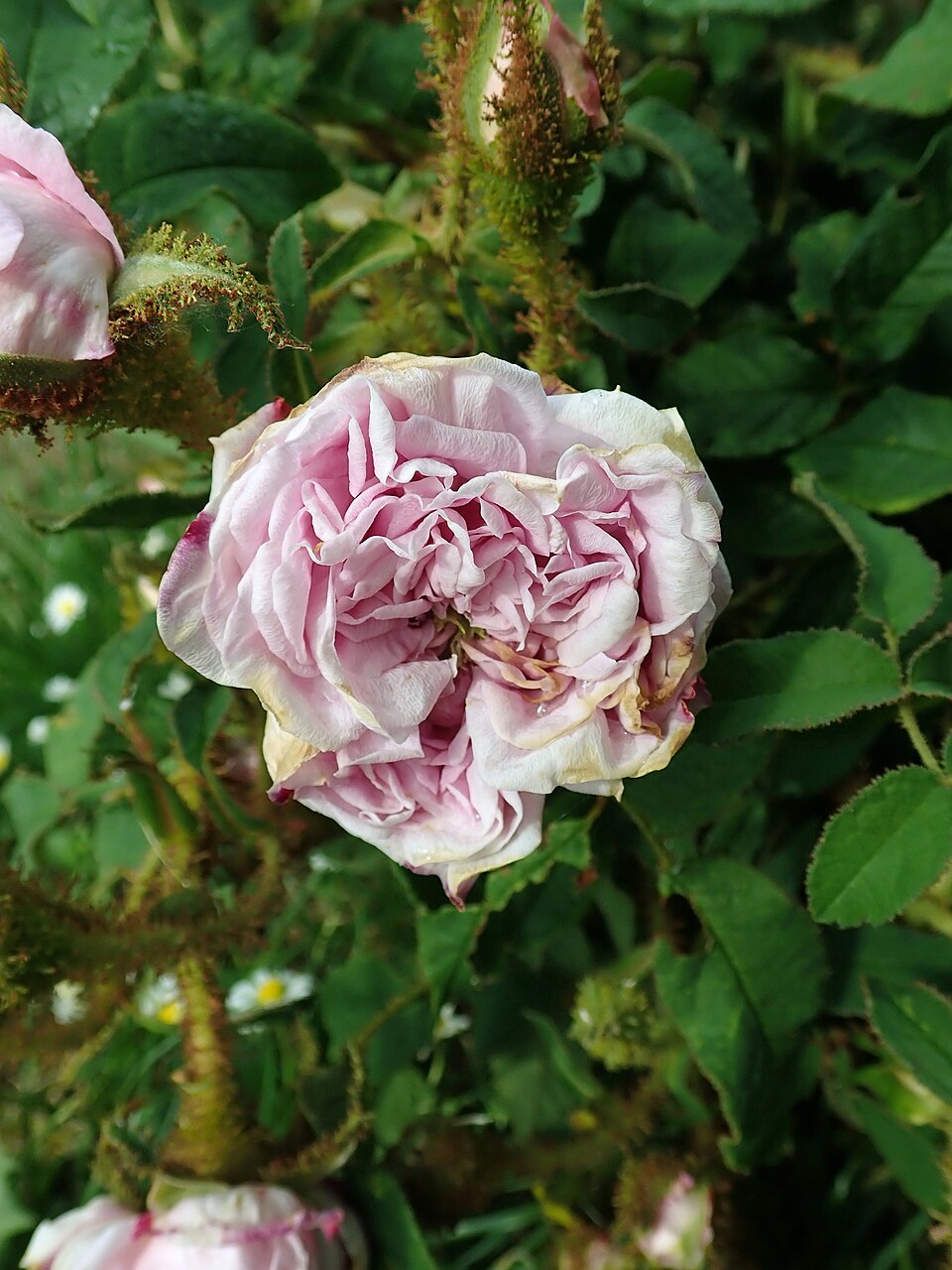 Soeur Marthe rose