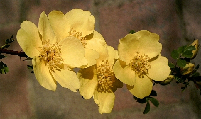 Golden Chersonese