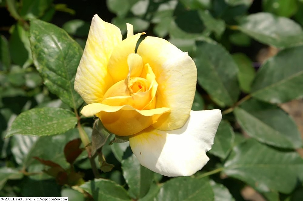 Scent From Above