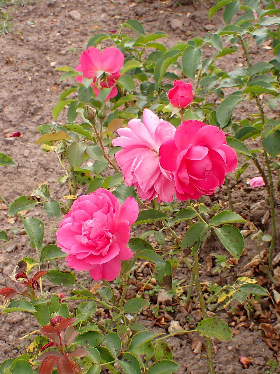 Dornröschen