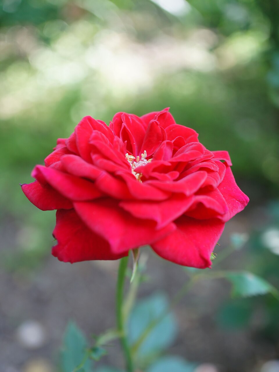 Red Rascal